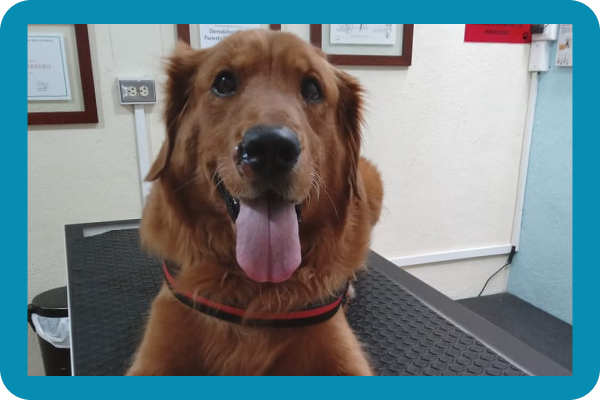 Consulta externa para mascotas
