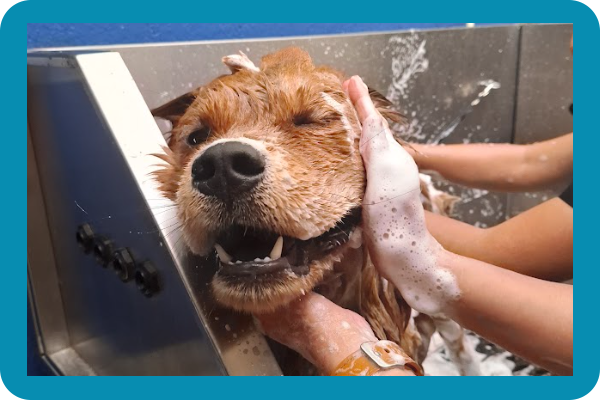 Radiografía para mascotas