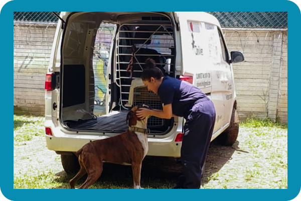 Radiografía para mascotas