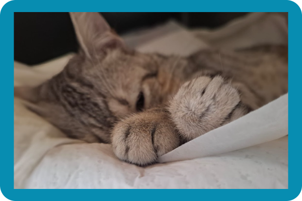 Otros servicios para mascotas