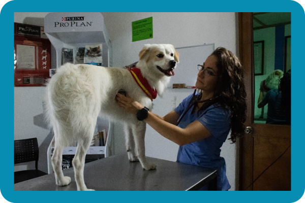 Medicina preventiva para mascotas