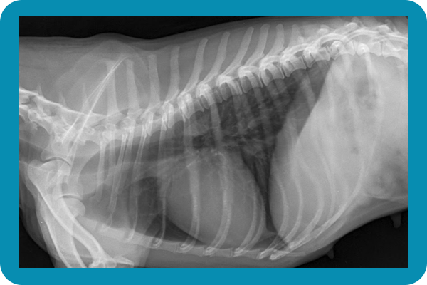 Radiografía para mascotas